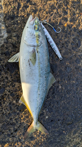 ヤズの釣果