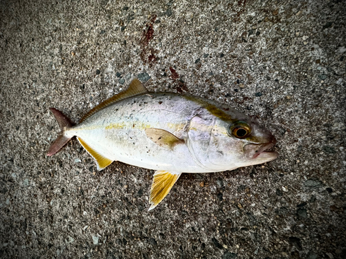 ネリゴの釣果