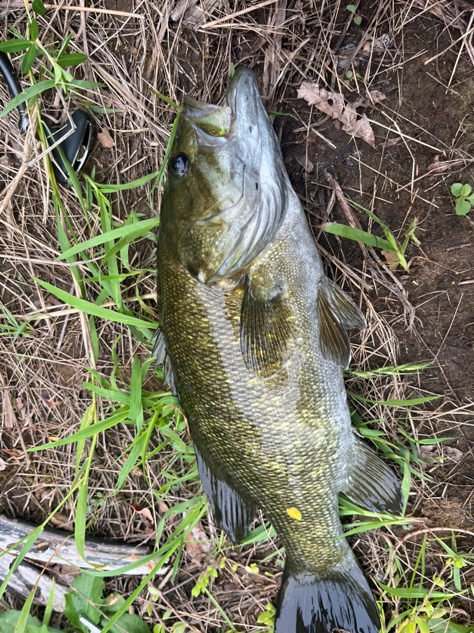 スモールマウスバス