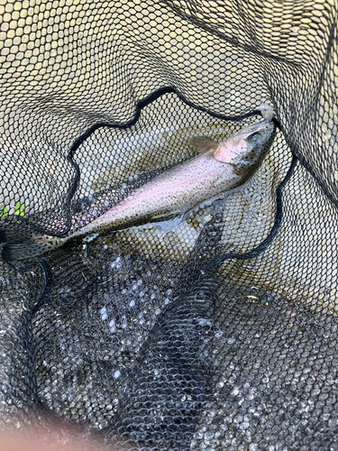 ニジマスの釣果