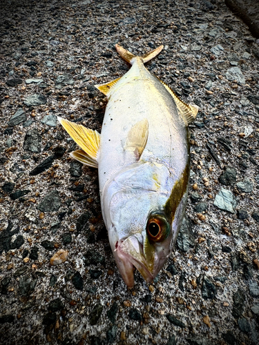 ネリゴの釣果