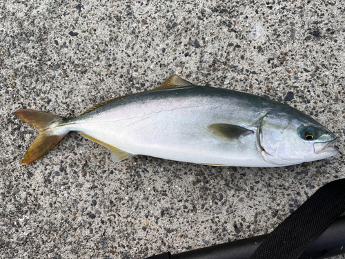 ワカシの釣果