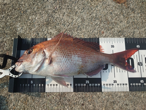 マダイの釣果