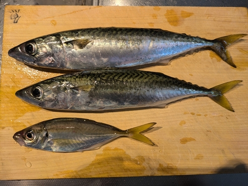 アジの釣果