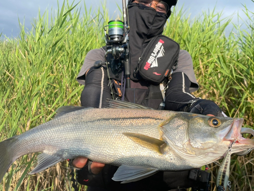 スズキの釣果