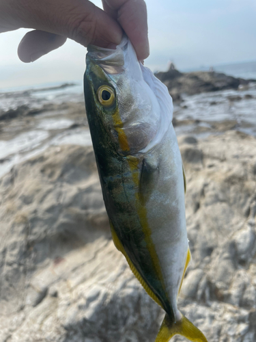 ワカシの釣果