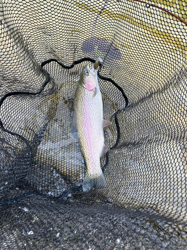 ニジマスの釣果