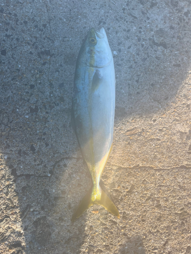 ヤズの釣果