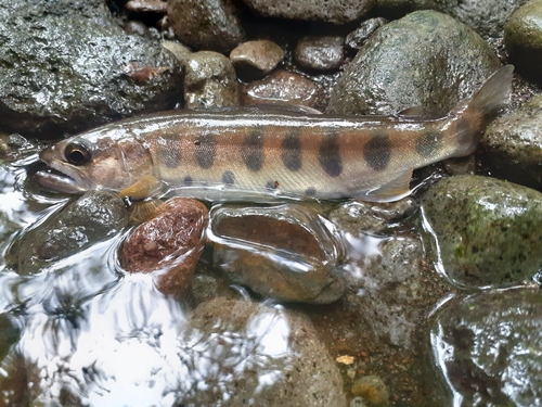 ヤマメの釣果