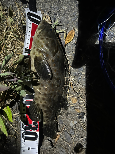 オオモンハタの釣果