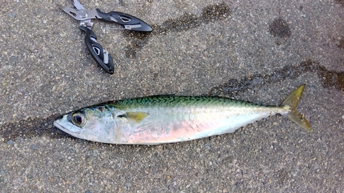 サバの釣果