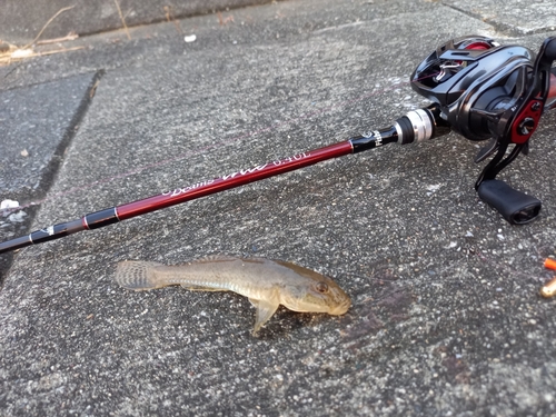 ハゼの釣果