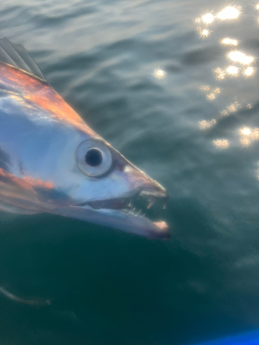 タチウオの釣果