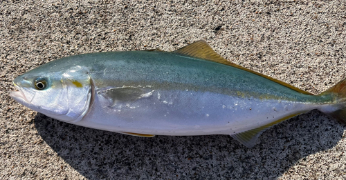 イナダの釣果