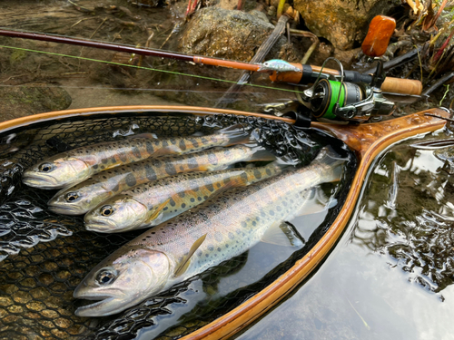 ヤマメの釣果