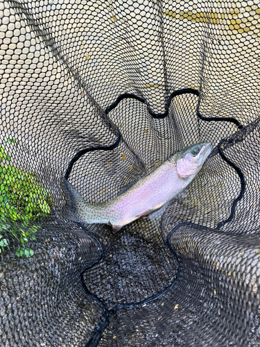 ニジマスの釣果