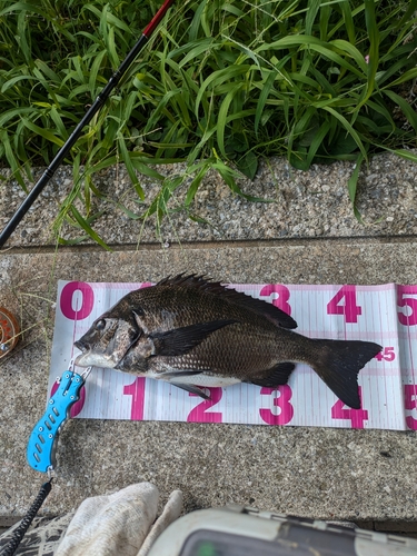 クロダイの釣果