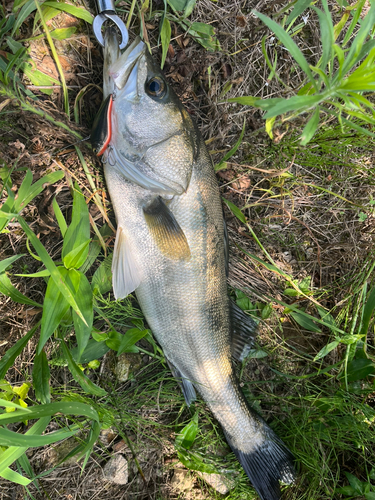 スズキの釣果