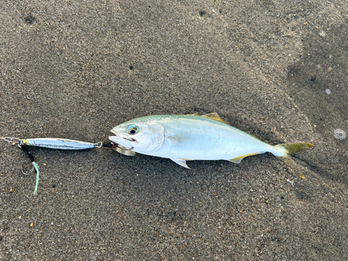 ワカシの釣果