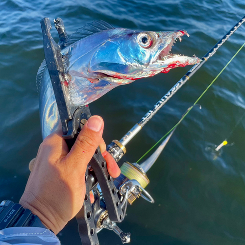 タチウオの釣果