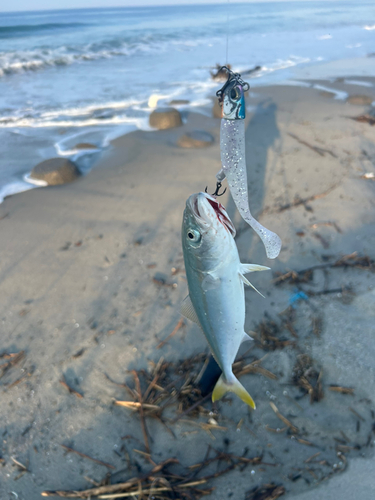 ワカシの釣果