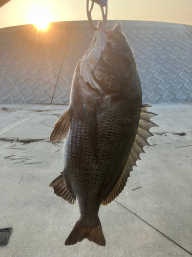 チヌの釣果