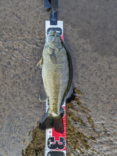 スモールマウスバスの釣果