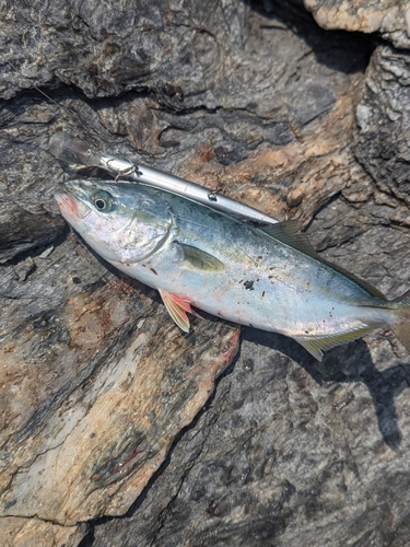 ハマチの釣果