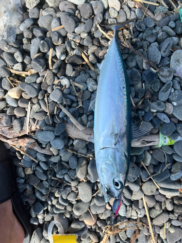 ソウダガツオの釣果