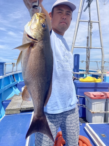 イサキの釣果