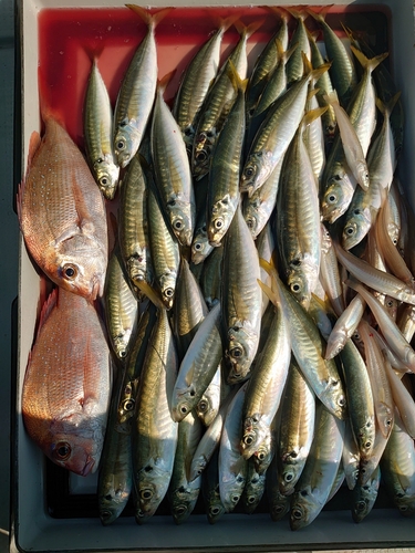 マダイの釣果