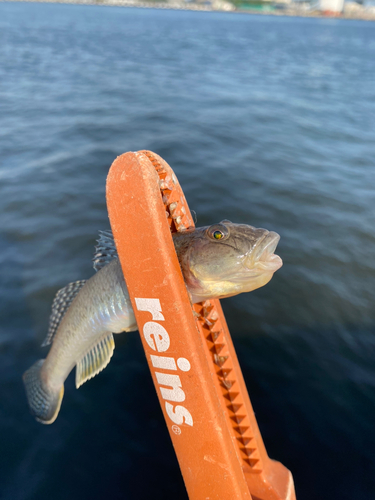 ハゼの釣果