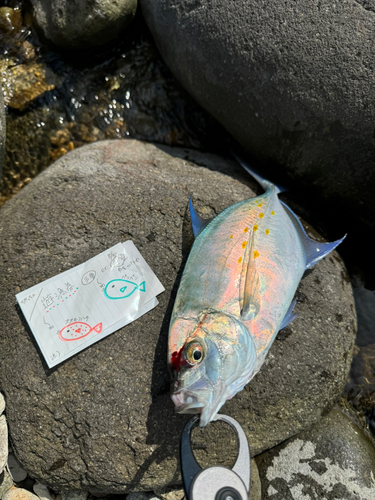 ナンヨウカイワリの釣果