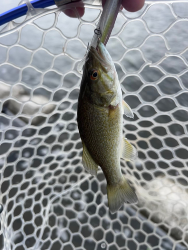 スモールマウスバスの釣果