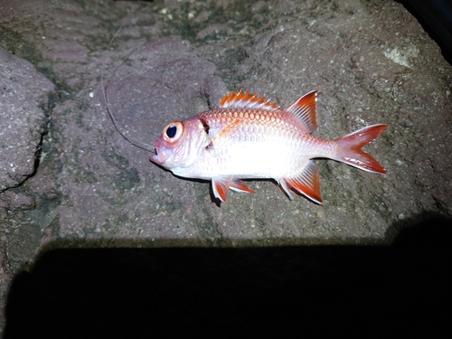 アカマツカサの釣果