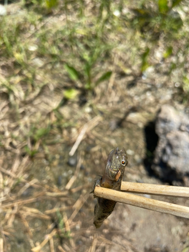 ハゼの釣果