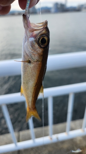 ムツの釣果