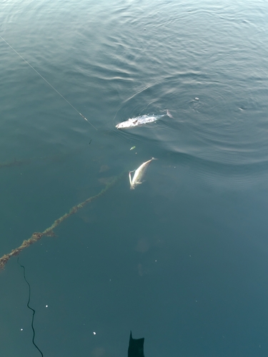 ソウダガツオの釣果