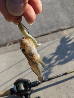 マハゼの釣果