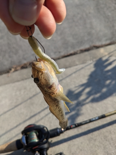 マハゼの釣果