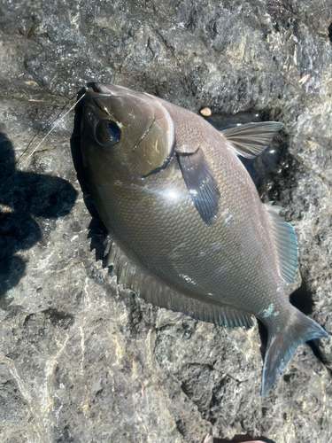 メジナの釣果