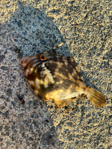 カワハギの釣果