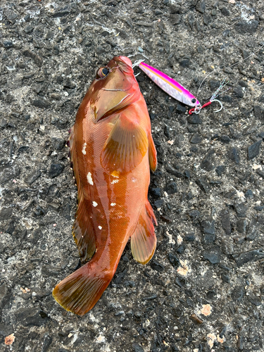 オオモンハタの釣果