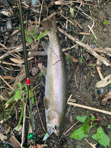 イワナの釣果