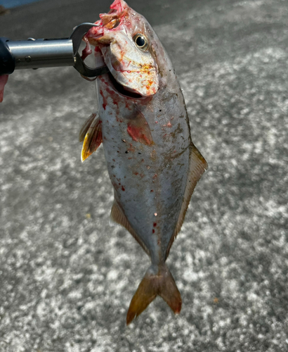 ショゴの釣果