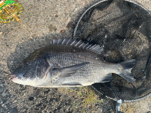 チヌの釣果