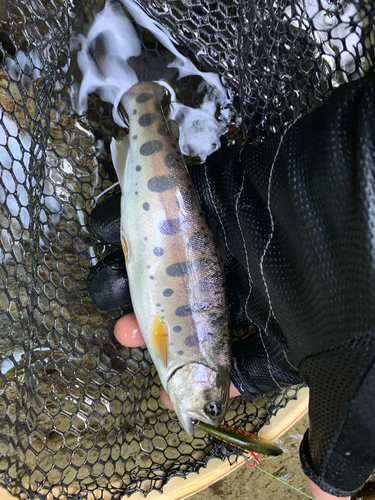 イワナの釣果