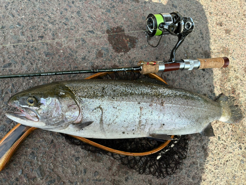 ニジマスの釣果