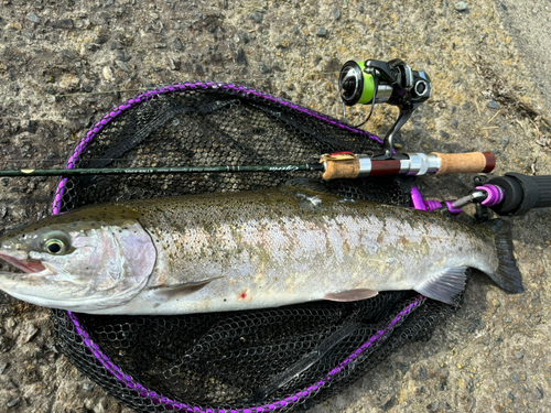 ニジマスの釣果