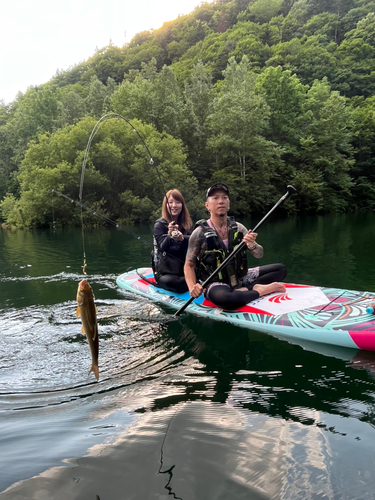 ウグイの釣果